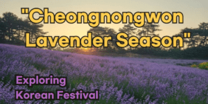 Gochang Cheongnongwon Lavender Season